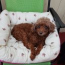 뿌리네 애견샵 이미지