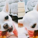 메이동동 네이버블로그