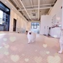 모여라 댕댕 이미지