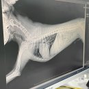 송도 아이본 동물의료센터 이미지