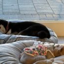 시블링즈 이미지