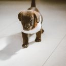 나의 강아지 이미지