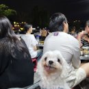 (주)아성다이소 수원남문점 | [수원 축제] &#39;2025 수원 통닭거리 축제&#39; 전야제 후기 / 일정 / &#39;숯불에뒷고기&#39; 야장