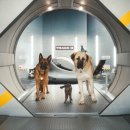 캣츠앤독스 이미지