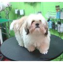 라미펫살롱 이미지