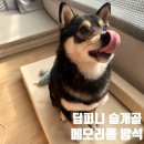 퍼니시어 | 반려견방석 딥퍼니메모리폼 반려동물 매트리스 후기