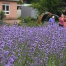 라벤더 민박 이미지