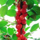 새하양세탁소 이미지