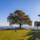 임천 가림성 느티나무 | 부여 성흥산성 가림성 느티나무 | 400년 된 성흥산 사랑나무