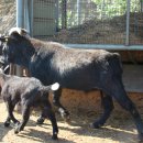 해든누리 흑염소농장 이미지