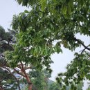 칠봉 송정 캠핑장 이미지