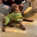 어썸 강아지 호텔 & 목욕 이미지