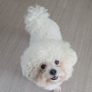 어반독 | 남포동애견미용 추천, 비숑 하이바컷 잘하는 어반독 스파까지 굿