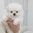 퍼피냥 이미지