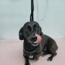 댕실 댕실 이미지