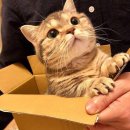 냥이사랑 이미지