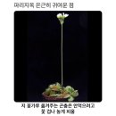 한짓골갈비