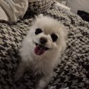 펫케어 동물병원 | 하남애견마사지 반려동물 재활케어 리듬펫헬스케어 노견 산소방 후기