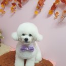 DOG LOVE WITH 란 이미지