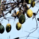 하늘타리 이미지