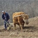 황소와농부 이미지