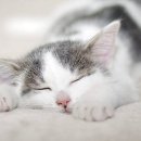 의정부강아지분양 고양이분양 마이펫브로 의정부점 이미지