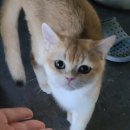 시나브로복싱 이미지