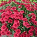 국화우성 이미지