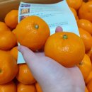 비타민농장(구. 지룡농원) | 제주 노지귤 판포농장 노지감귤 전국택배 가능해서 시켰어요!