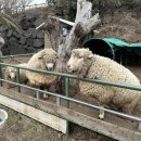 제주도 서쪽 서귀포 이색 놀거리 데이트 및 아이들과 갈만한 곳 산방산랜드 레일썰매 솔직후기