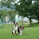 이삭애견훈련소 이미지