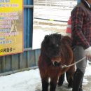 전원사슴농장 이미지