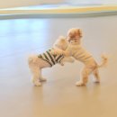 펫 하우스 이미지