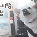 캠프위드펫&애견글램핑 이미지