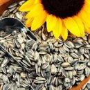해바라기씨 칼로리 효능 부작용과 먹는법 이미지