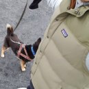 그린벨 이콰인 동물병원 | 진천 동물 병원 그린벨 - 시바견 하랑이가 다니는 곳!!