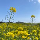 우도바다길가집 이미지