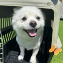 놀러오개 애견유치원 애견호텔 안양점 이미지