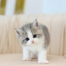 분당고양이분양 고사남 이미지