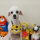 펫지살롱 이미지