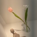 딥플리슬로우리 이미지