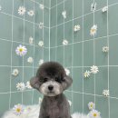 무거동 강아지 미용실 이미지