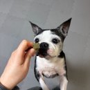 클로버덴탈 | 동물병원 납품 제품! 강아지 입냄새 간식_노령견 홍삼이랑유산균 먹여본 후기