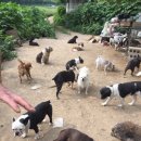 꽃길만걷개 - 사하구 다송로72번길 69 | 꽃길만걷개