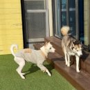 헬로우버디 그루밍센터 분당점 | 헬로우버디 - 반려견유치원 등원 후기