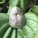 &#39;열매마 먹는법과 효능&#39; 이미지