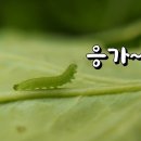 배추흰나비 알~성충까지 이미지