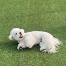 행복한 멍냥이 이미지