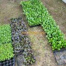 동신농장 이미지