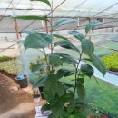 팔암농장 이미지